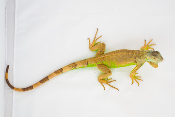 one green iguana lizard .reptile sit on white background