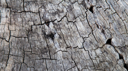 Old wood texture for background 
