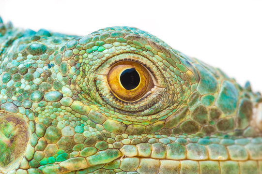 one green iguana lizard .reptile muzzle closeup