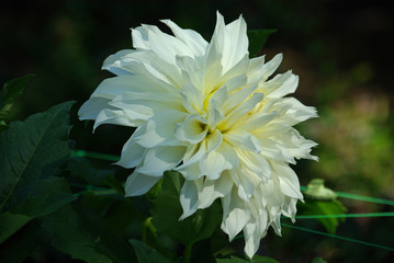 Dahlia blanc au jardin en été