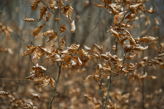 Dried leaves on branches, dramatic closeup dried leaves
