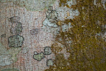 Bark  Wood Tree Texture Background Pattern
