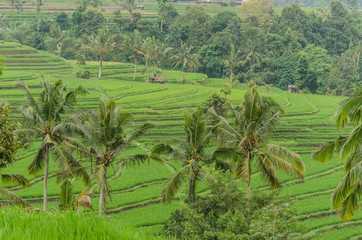 palmen und reisfelder in bali