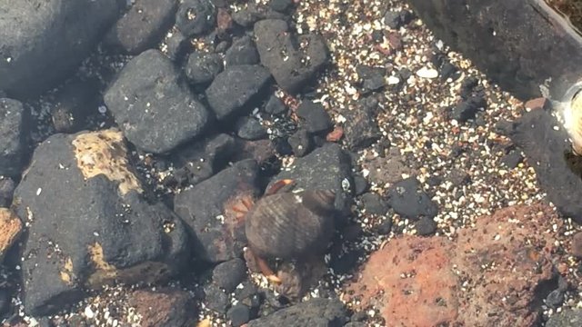 Einsiedlerkrebse im Atlantik bei Teneriffa