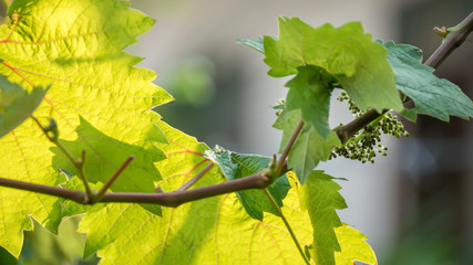 Young Grapes Forming