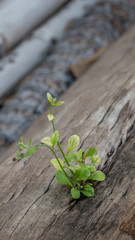 plant grows in old wood