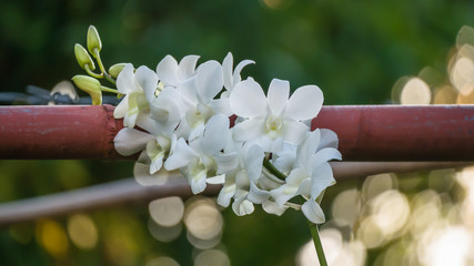 white  orchid flowers