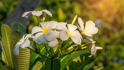 Obraz na płótnie Canvas white and yellow frangipani