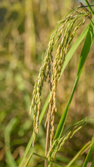 Spikelet of rice in the field