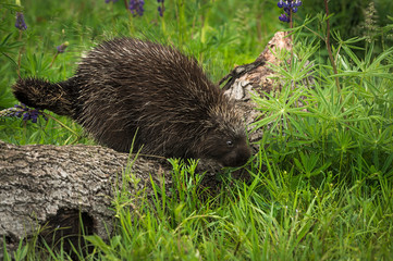Porcupine (Erethizon dorsatum) Steps Off Log