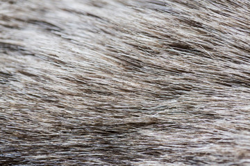 close up of fur background