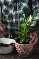 Man put spathiphyllum flower in the pot vertical