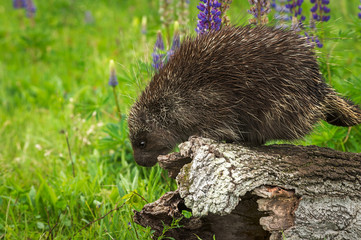 Porcupine (Erethizon dorsatum) Looks Over Side of Log