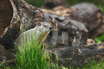 Young Woodchuck (Marmota monax) Looks Right