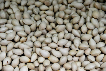 Ginkgo Biloba Seed