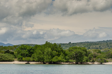 Fototapeta premium mangroven am sandstrand indonesien