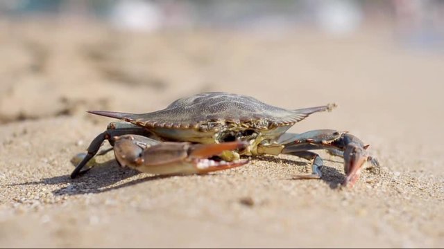 Mouthless Land Crab walking in the white sand