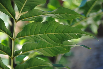 Close look at leaves