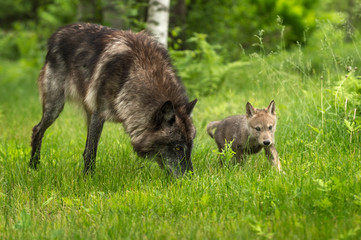 Grey Wolf (Canis lupus) With Pup