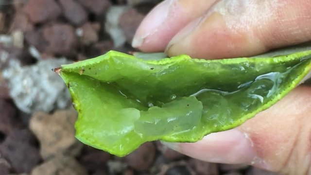 Aloe vera Blatt mit Saft