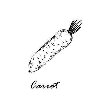 Hand drawn black vector illustration of carrot isolated on white