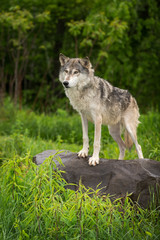 Grey Wolf (Canis lupus) Stands To Left Atop Rock