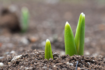 Snowdrops first flowers that blossom after a long winter. announcement of spring.