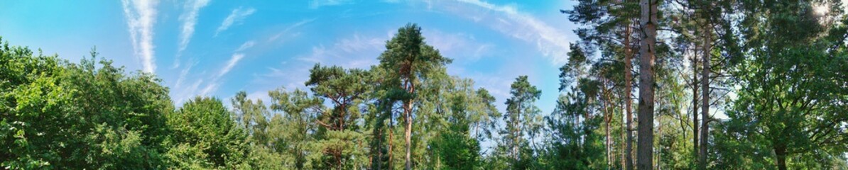 Panoramablick Waldlandschaft