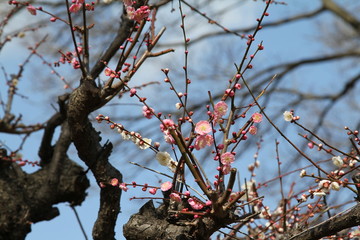 梅の花