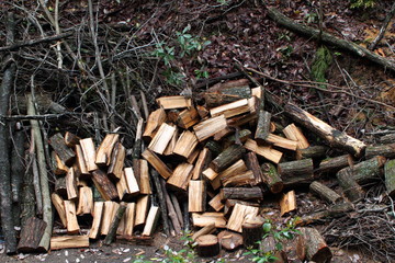 森に捨てられた薪