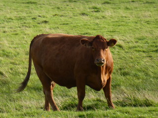 Kuh auf einer Wiese in Dänemark