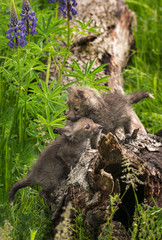 Two Red Fox (Vulpes vulpes) Kits Clamber About On Log