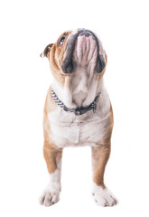Obraz premium English bulldog looking up