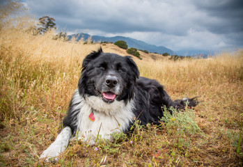A black and white dog pauses on a hike through the California hillside.
