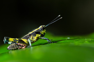 Fototapeta premium Grasshopper perching on a leaf