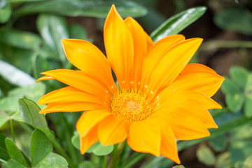 colorful of gerbera and green leaf with sun light,