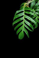 Green leaves of native Monstera plant growing in wild, the tropical forest plant on black background.