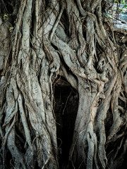 roots of banyan tree