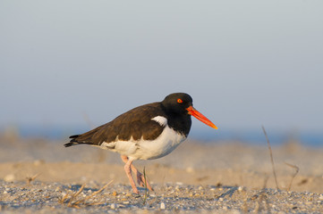 An American Oystercatcher walks on a sandy beach in the early morning sunlight.