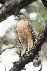 A perched Red-shouldered Hawk in a pine tree in soft overcast light.