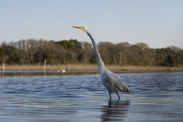 A Great Egret stalks the shallow water with a spotlight of sun on its head with a scenic background.
