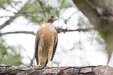 A perched Red-shouldered Hawk in a pine tree in soft overcast light.