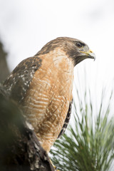A Red-shouldered Hawk perches in a pine tree with a solid white background in soft overcast light.