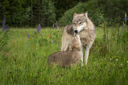 Fototapeta Grey Wolf (Canis lupus) Greeted by Pup