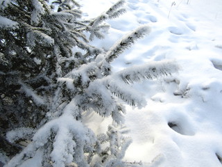 Fototapeta na wymiar Spruce in the snow with branches in frost