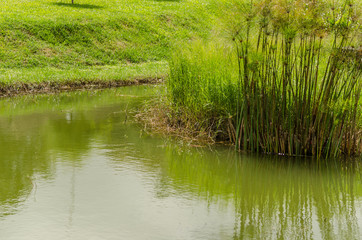 Obraz premium gruene pflanzen im teich