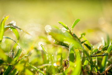 water drops in fresh garden.