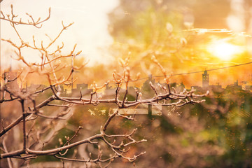 Double exposure of city skyline at sunset and autumn branches