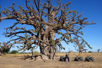 Arrêt devant un baobab sacré dans la savane africaine