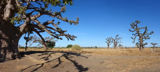 Papier Peint photo Autocollant Baobab Un baobab dans la savane africaine